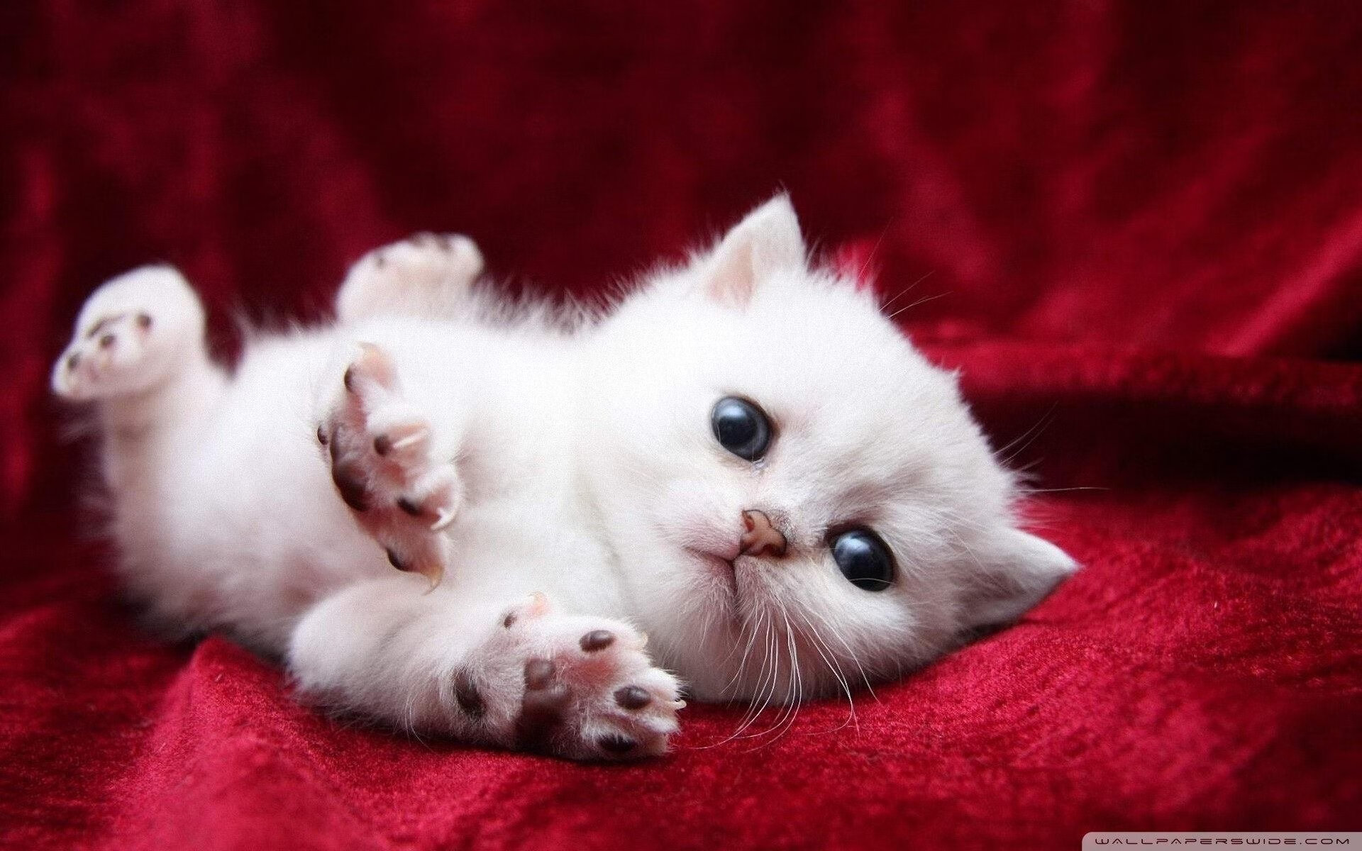 无名的基石，顶级的胜利，坎特的无声制胜法则