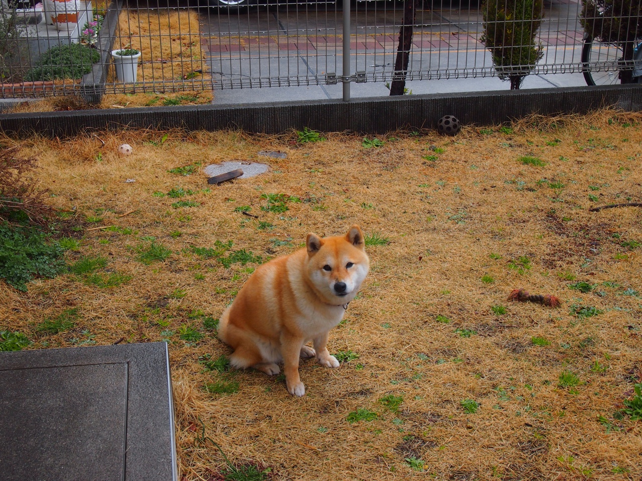 NBA季后赛之夜，当足球天才贝林厄姆穿越统治攻防两端
