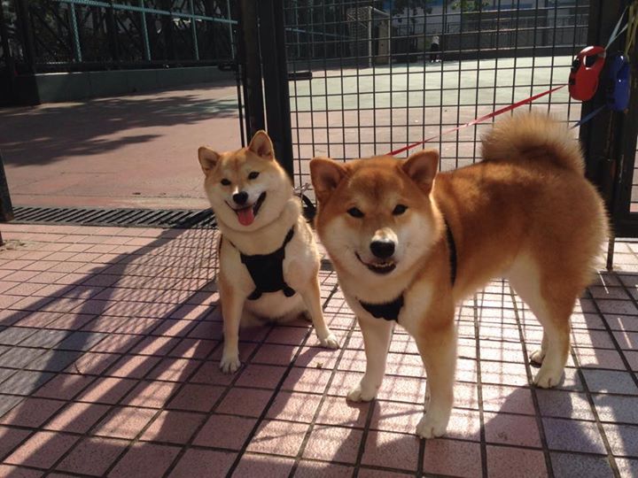 绿火焚尽五棵松寒夜，巨星光环下塔图姆的唯一法则