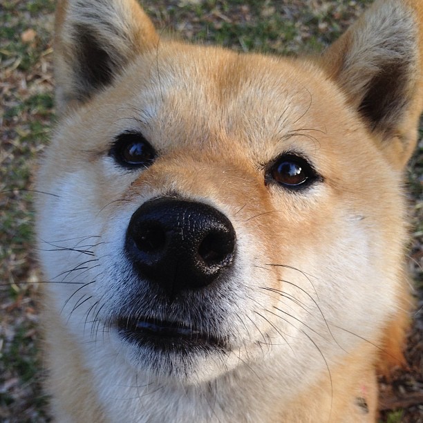 NBA季后赛惊现三分王，久保建英跨界射穿篮球界天花板