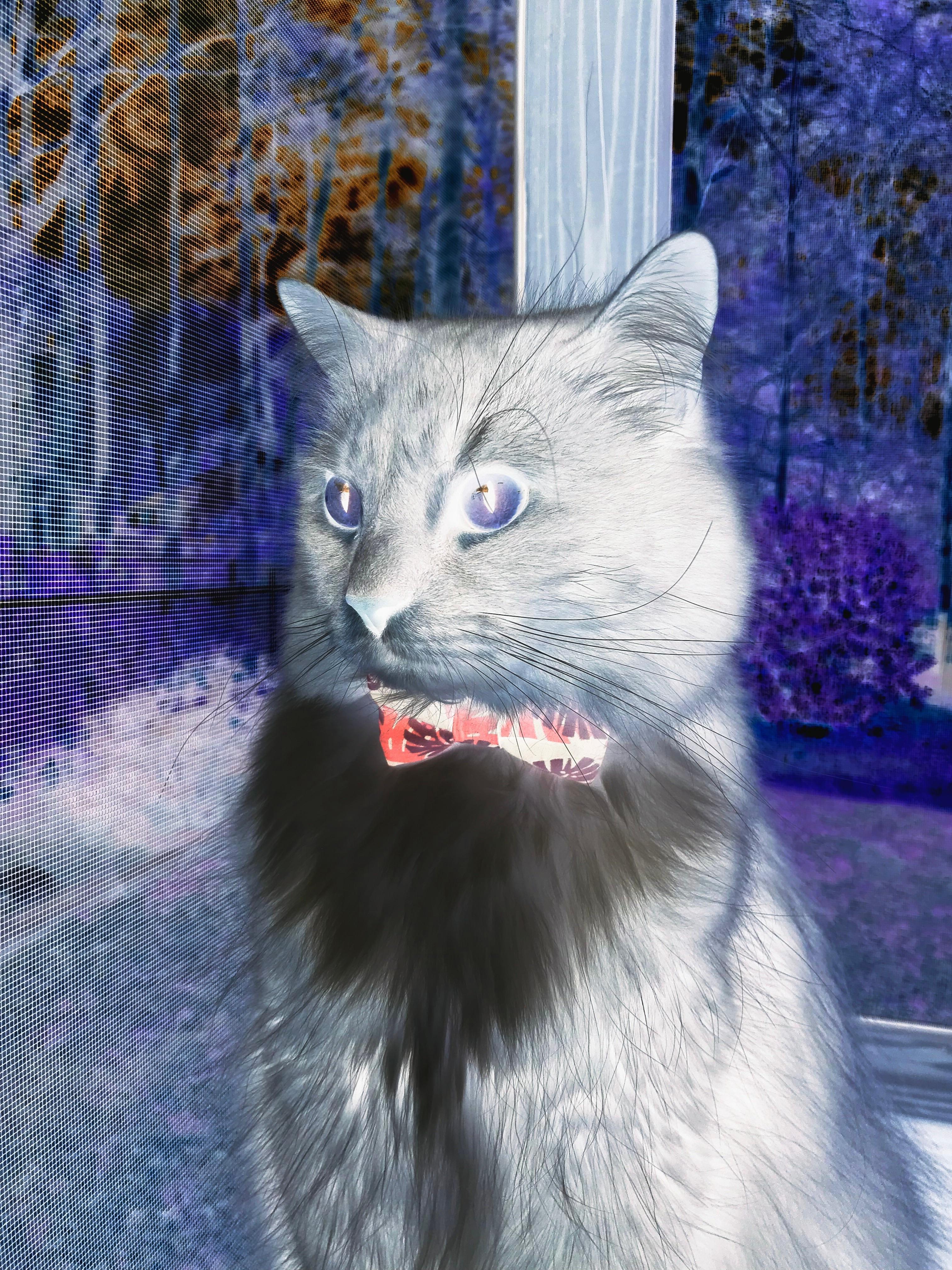 绝境亮剑！埃及补时风暴吞噬喀麦隆，特奥在聚光灯下淬炼成钢